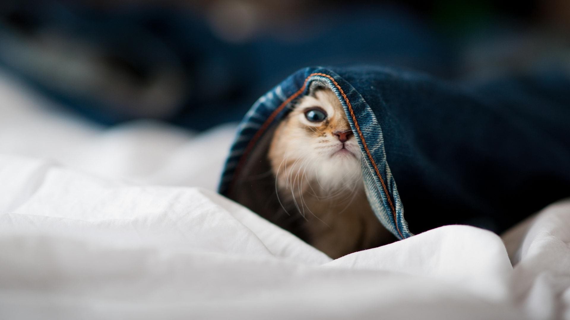 开拓者强势横扫辽宁队,武切维奇砍下三双主宰赛场